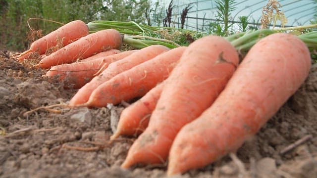 밭에서 갓 수확한 신선한 당근들