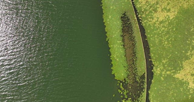 식물이 있는 녹색 호수