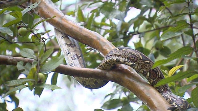 Boa Snake climbing a tree in its natural habitat