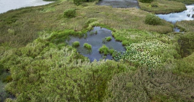 Lush wetland with a small pond