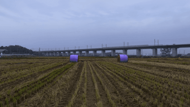 Purple hay bales in a harvested field