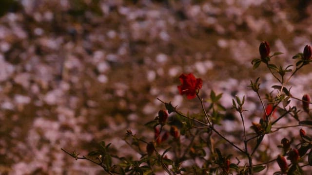 꽃잎 사이에 피어난 붉은 꽃