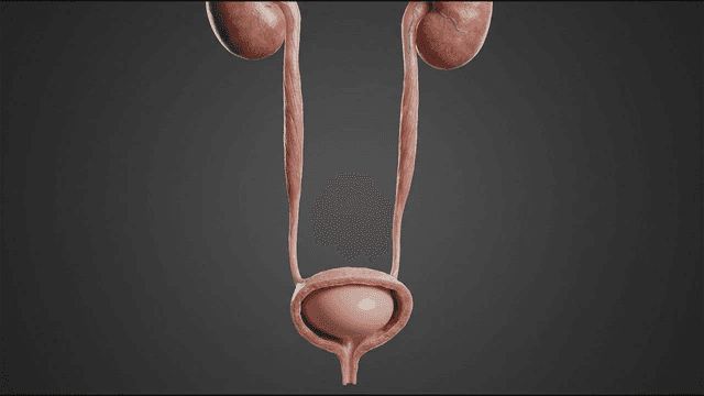 Anatomical model of human urinary system