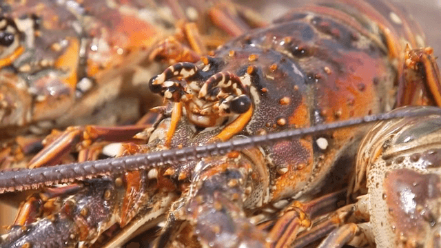 나무 표면 위의 바닷가재 클로즈업