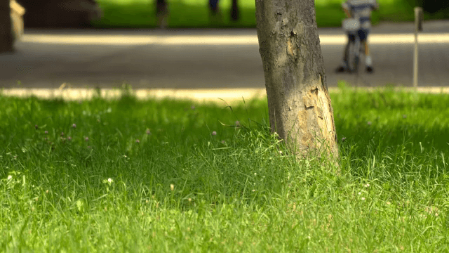 Tree trunk in a sunny park