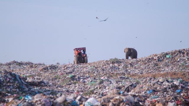 Tractor working in a landfill with an elephant nearby