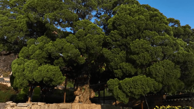 전통 정원의 큰 나무