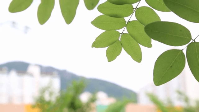 바람에 흔들리는 초록 나뭇잎들