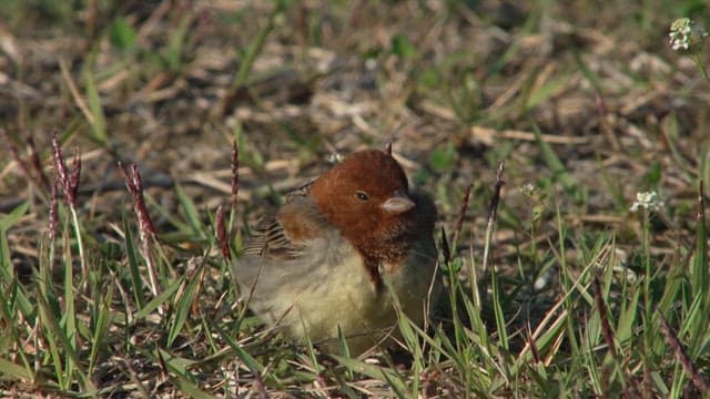 Sparrow resting in the grass in daylight