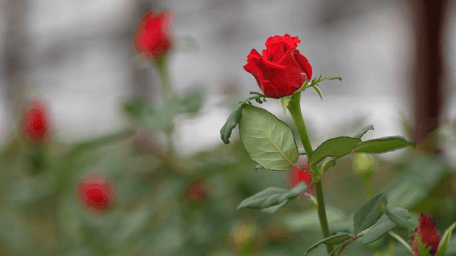 Fully bloomed red rose