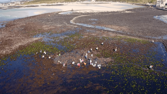 바위 해안에서 해초를 모으는 사람들