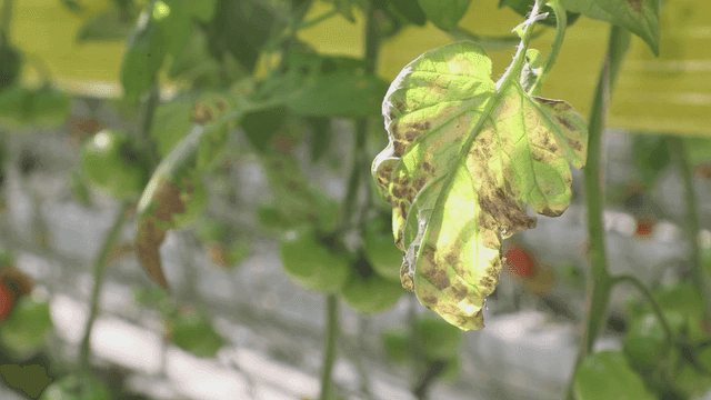 햇빛 속의 녹색 토마토와 잎