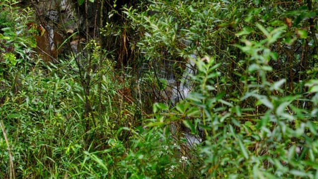 Lush greenery with a hidden waterfall