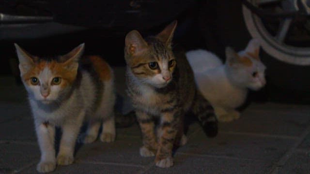 Stray Cats Roaming at Night