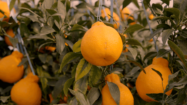Fresh Hallabong hanging on tree