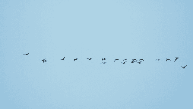 Flock of birds flying in a line across the sky