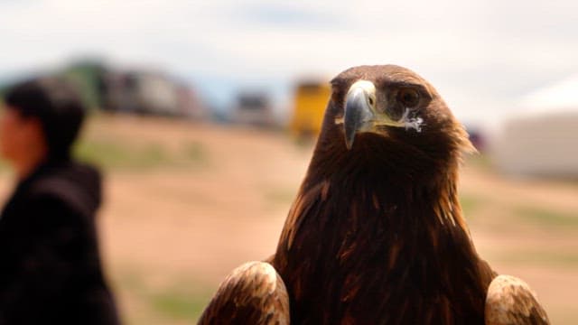주변을 살피는 독수리