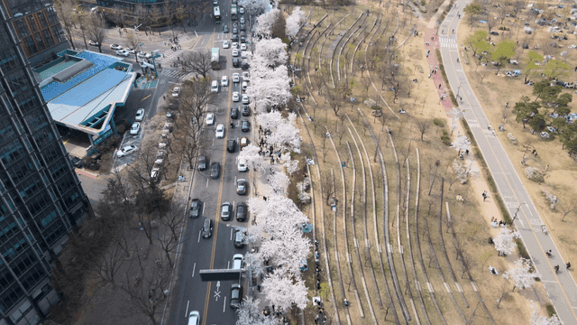 Cherry blossoms lining a city street