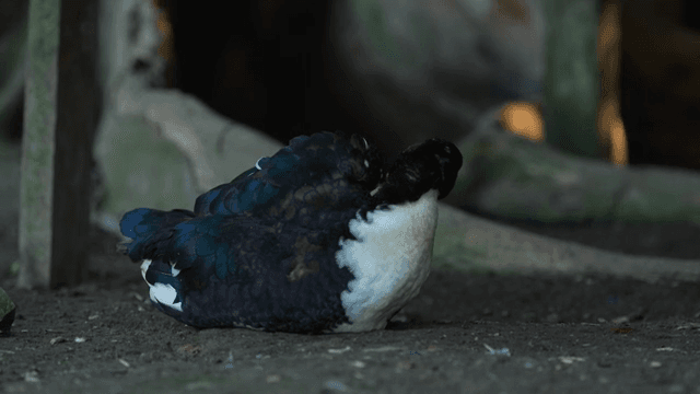 숲 바닥에 쉬고 있는 오리