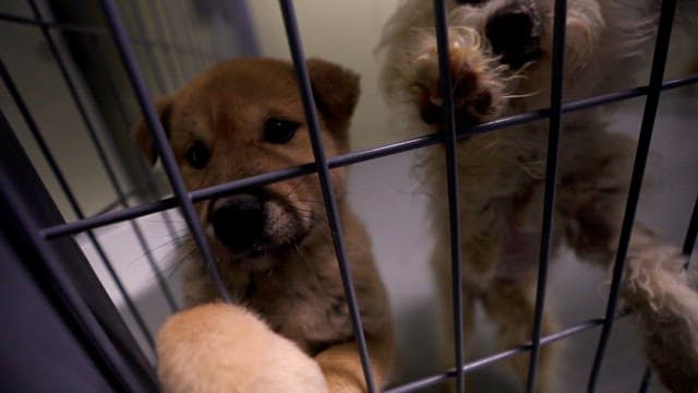 Puppies Behind Bars in a Shelter