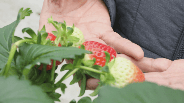 딸기를 손에 들고 있는 농부의 손