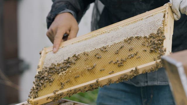 Beekeeper Touching a Honeycomb frame