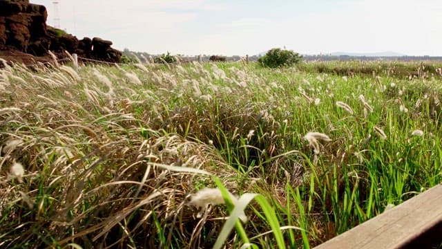 Field of tall grass swaying in the wind