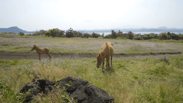 Horse and foal in wide meadow