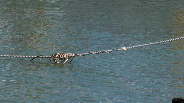 Rope on gently rippling water