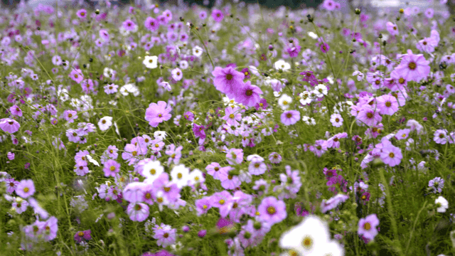 Field of blooming purple cosmos flowers blowing in wind