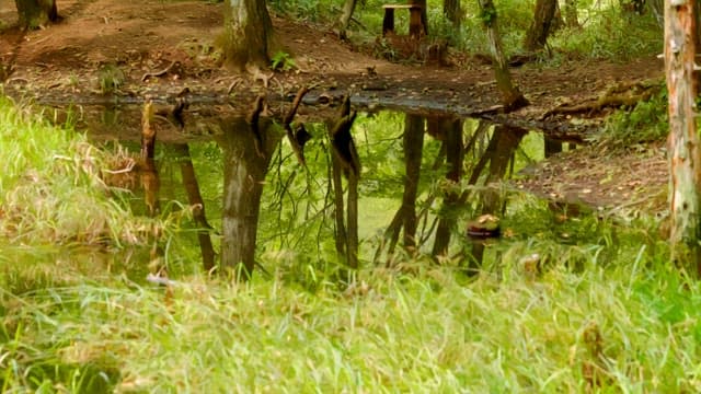 Tranquil forest scene with reflective pond