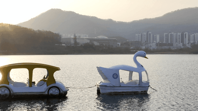 Scenery and swan boats on lake