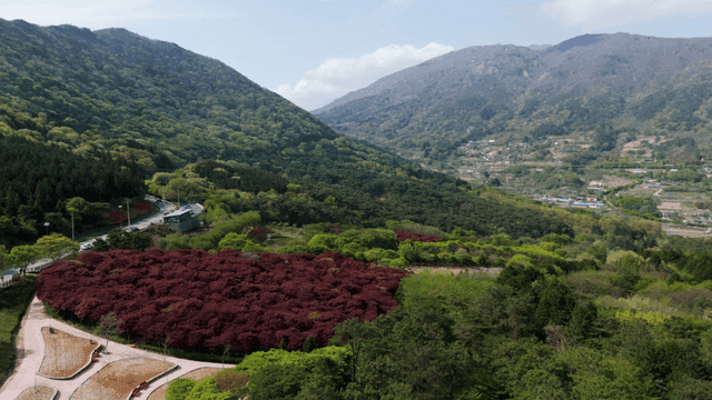 Road surrounded by green forest
