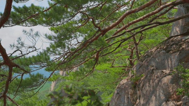 선선한 바람에 흔들리는 소나무 잎들