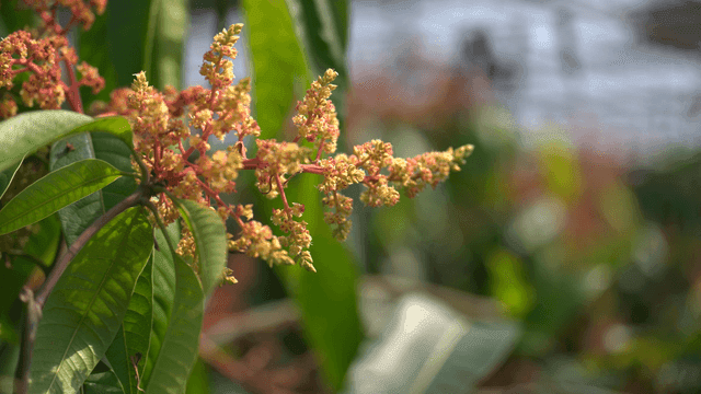 Blooming mango tree flowers