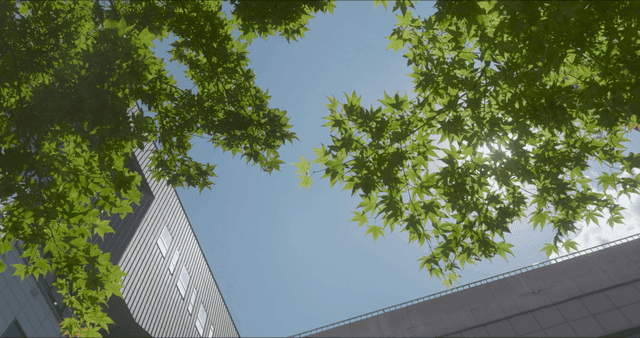 Green leaves and buildings under a clear sky