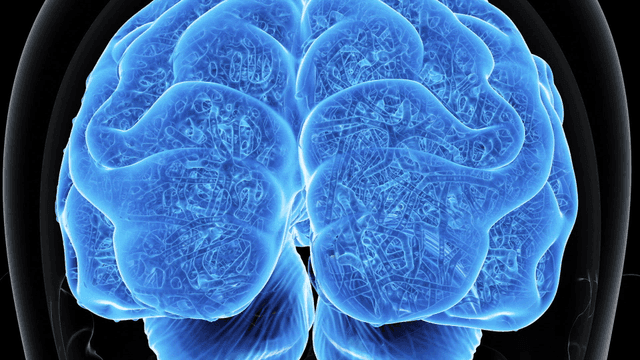 Detailed view of a human brain structure