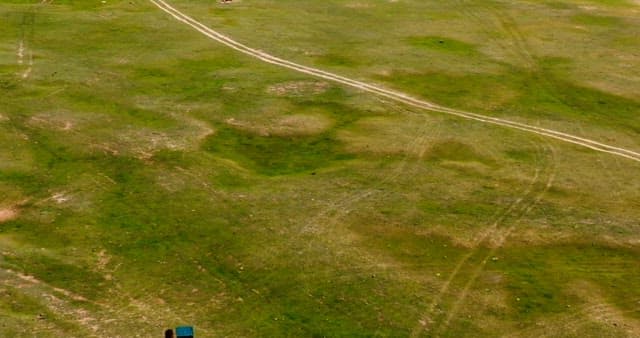 새가 날아다니는 넓은 초원