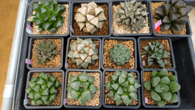 온실 속 다양한 다육식물