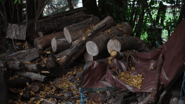 Pile of logs in a forest setting