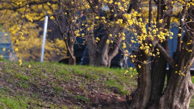 Little dog next to a cornelian cherry tree with yellow flowers