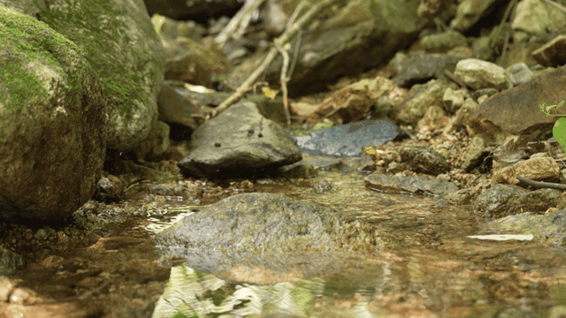 Small stream flowing over rocks