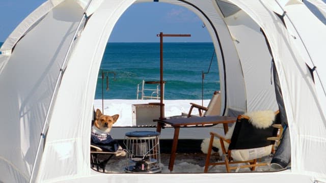 Dog relaxing in a tent by the beach on a sunny day