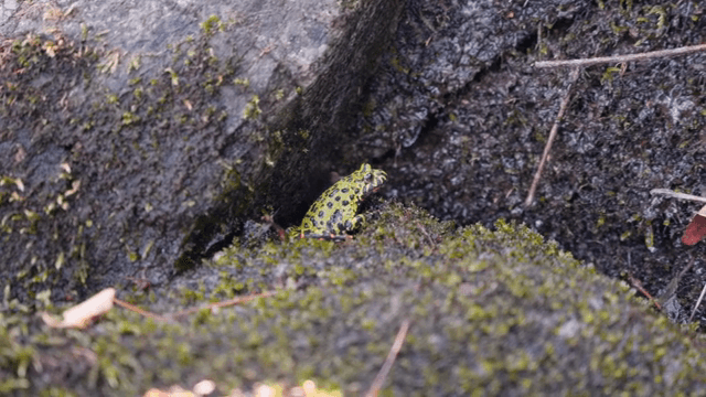 이끼 낀 바위 위의 작은 개구리