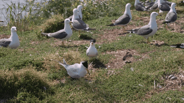 Birds resting on a grassy field