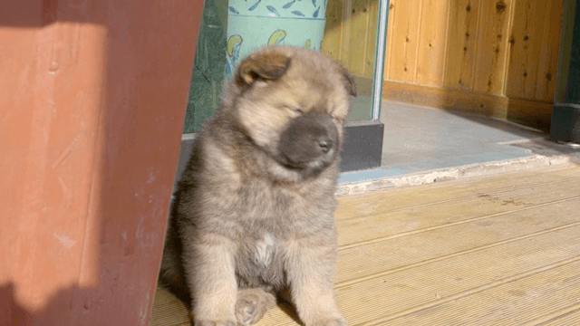 나무 데크에 앉아 있는 털복숭이 강아지