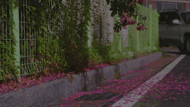 어두운 밤 녹색 울타리 넘어 핀 분홍색 꽃