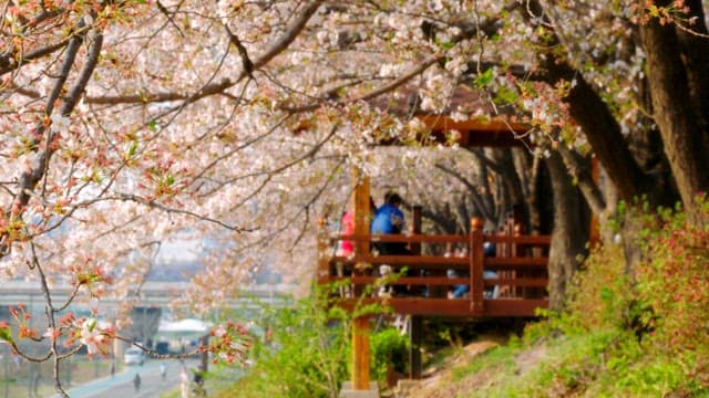 Cherry blossoms in full bloom along a path