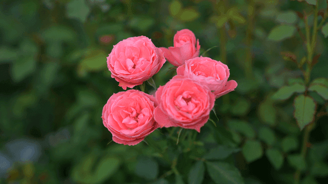 Pink roses blooming in a garden