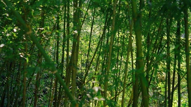 Dense bamboo forest with sunlight